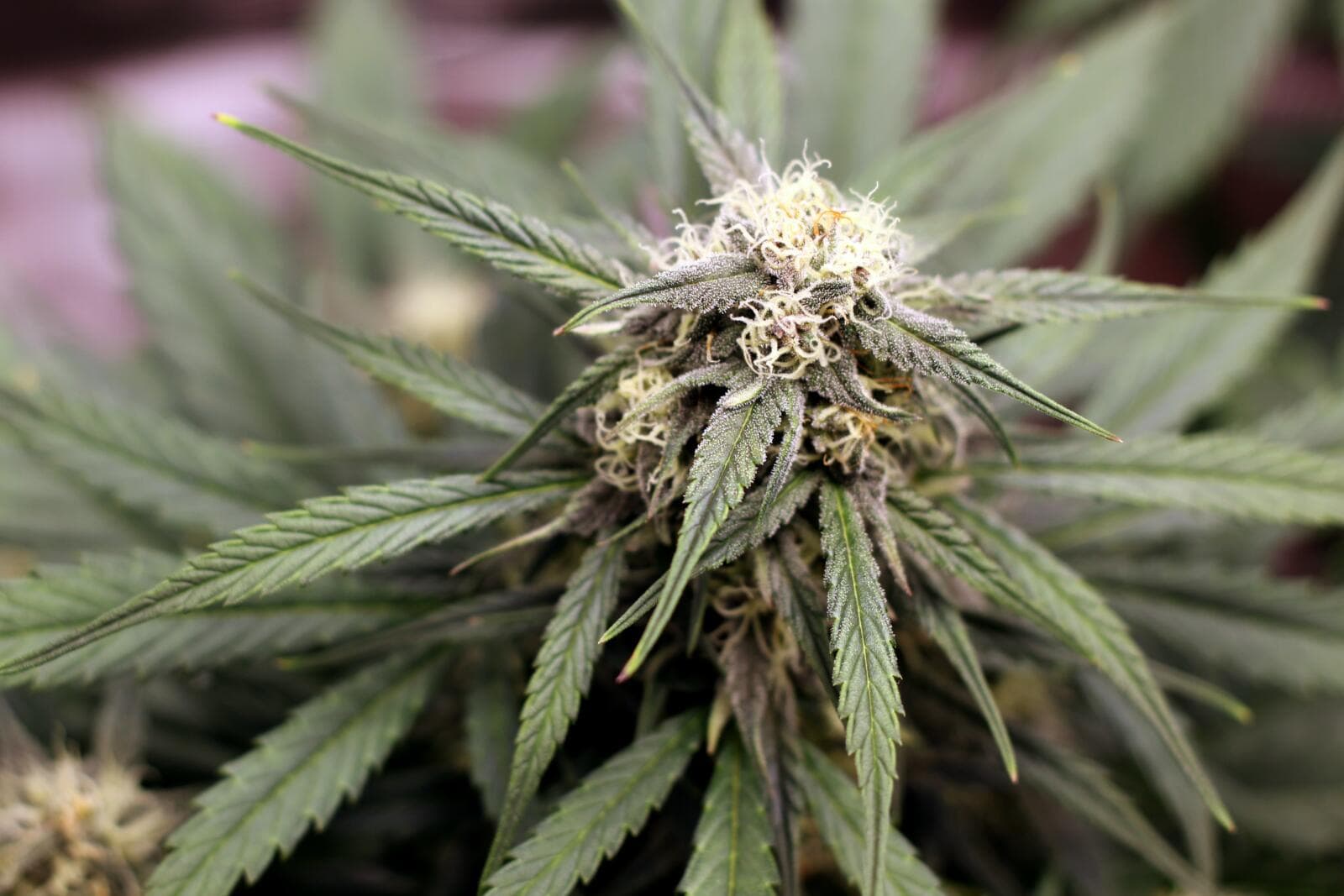 Is ChatGPT Confidential?