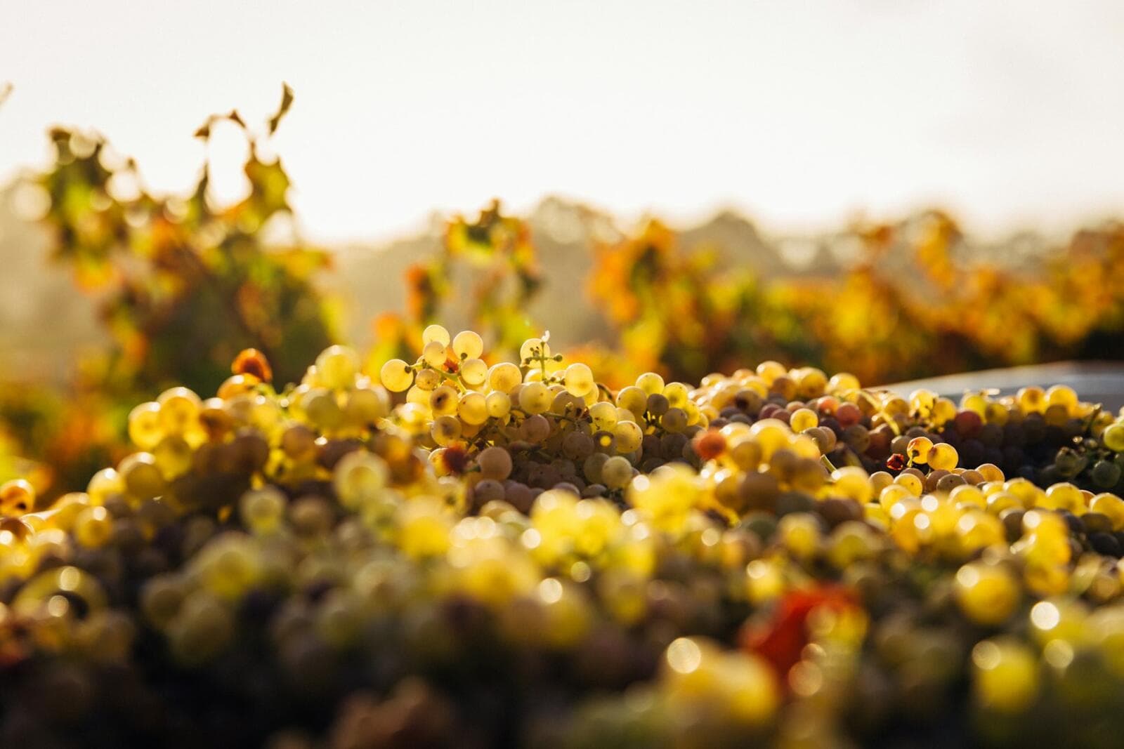 Selling Wine Online In Australia: Essential Legal Compliance