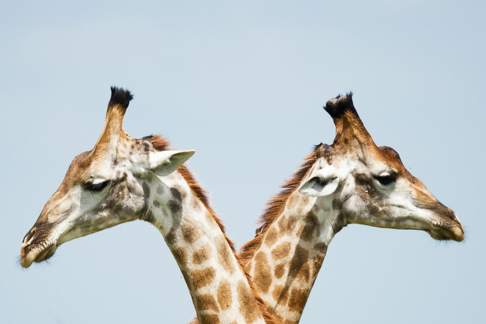 ABN vs ACN: Essential Differences Australian Businesses Should Know