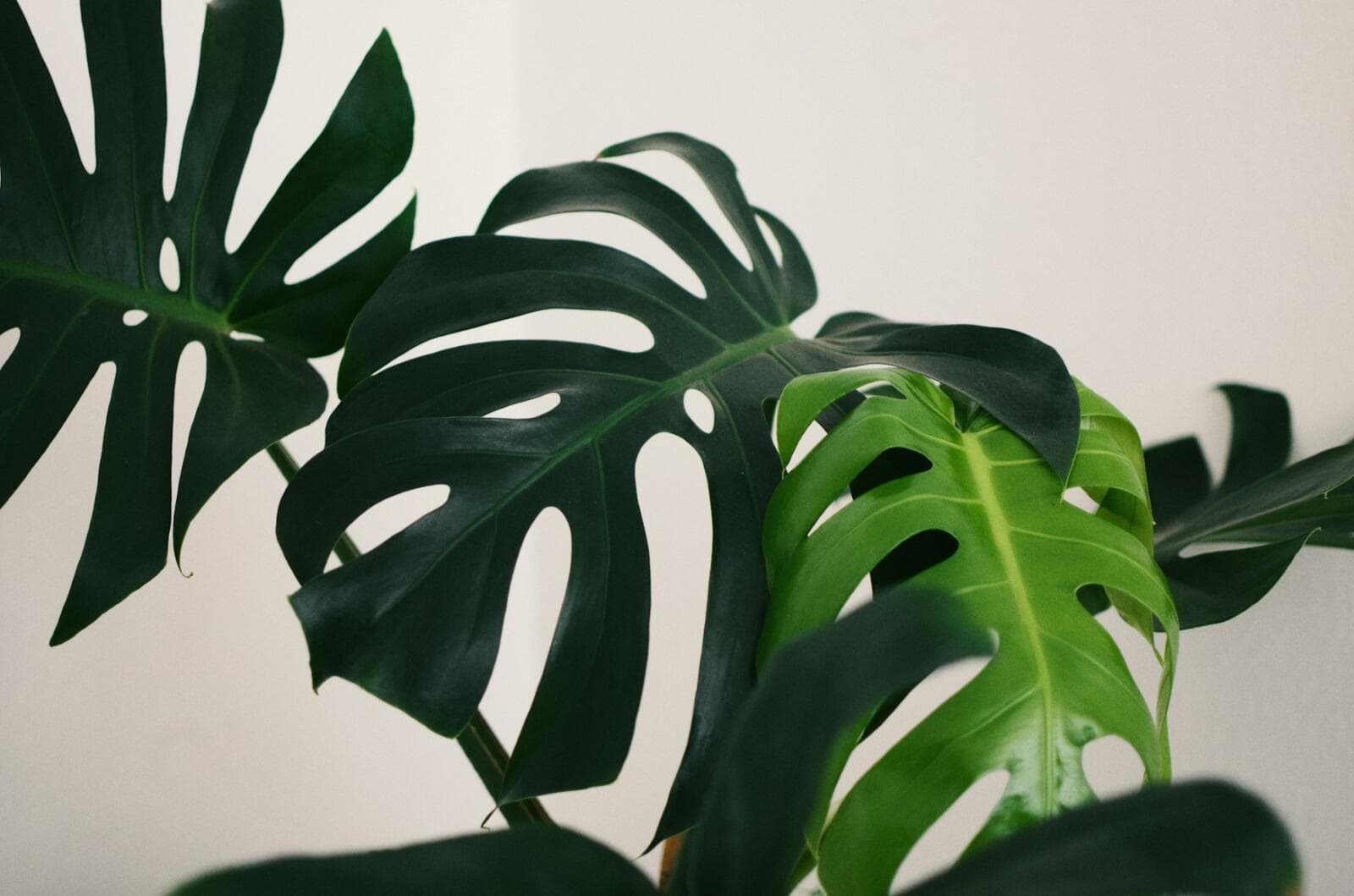 Launching A Plant Nursery Business: Australian Legal Essentials