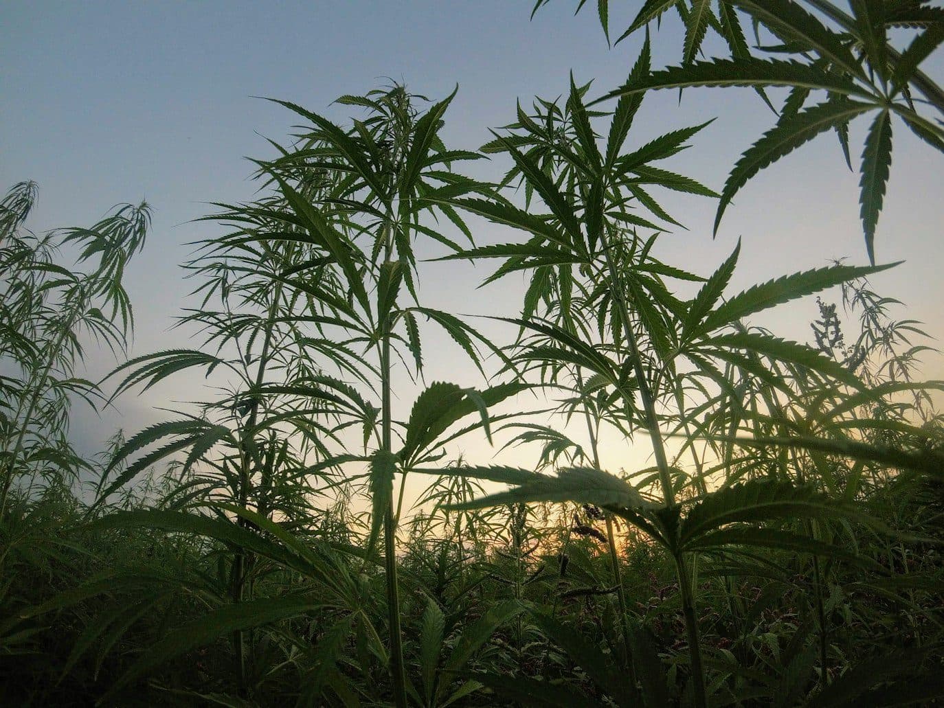 Is Growing Hemp Legal in Australia? Compliance for Businesses