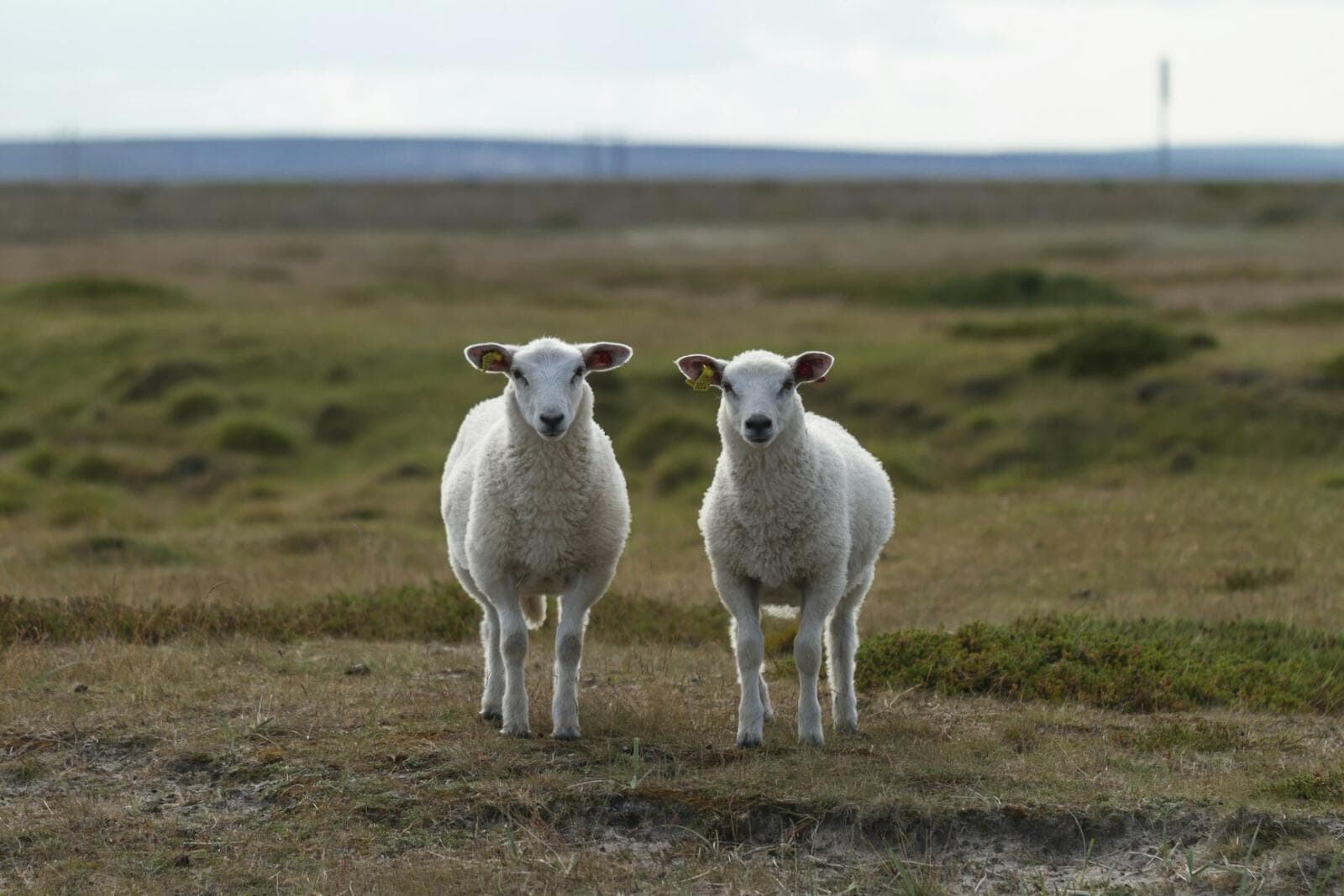 Joint Ventures vs Partnerships: Essential Insights For Australian Businesses