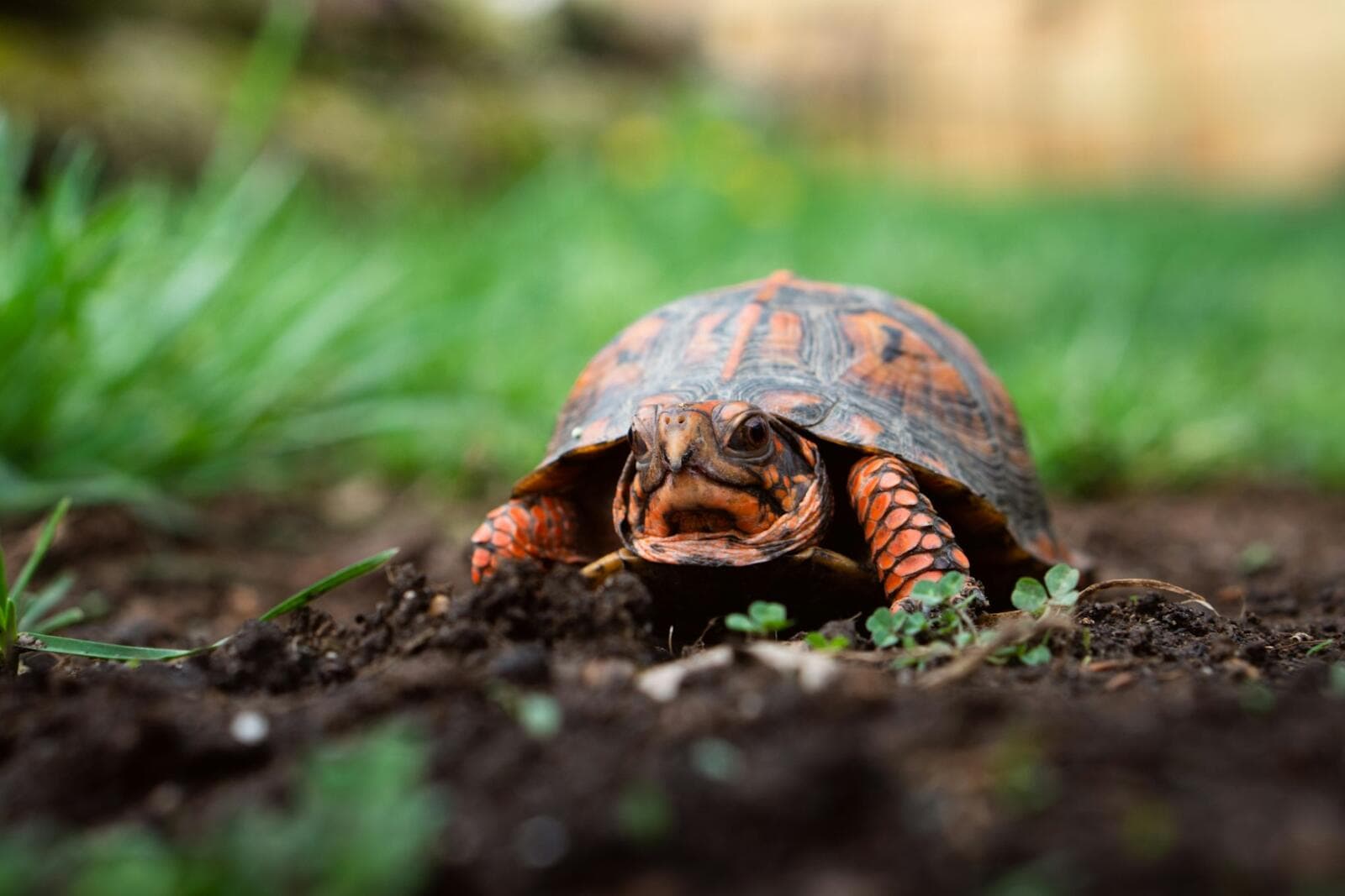 Obtaining a Reptile Licence in Australia: Your Comprehensive Guide