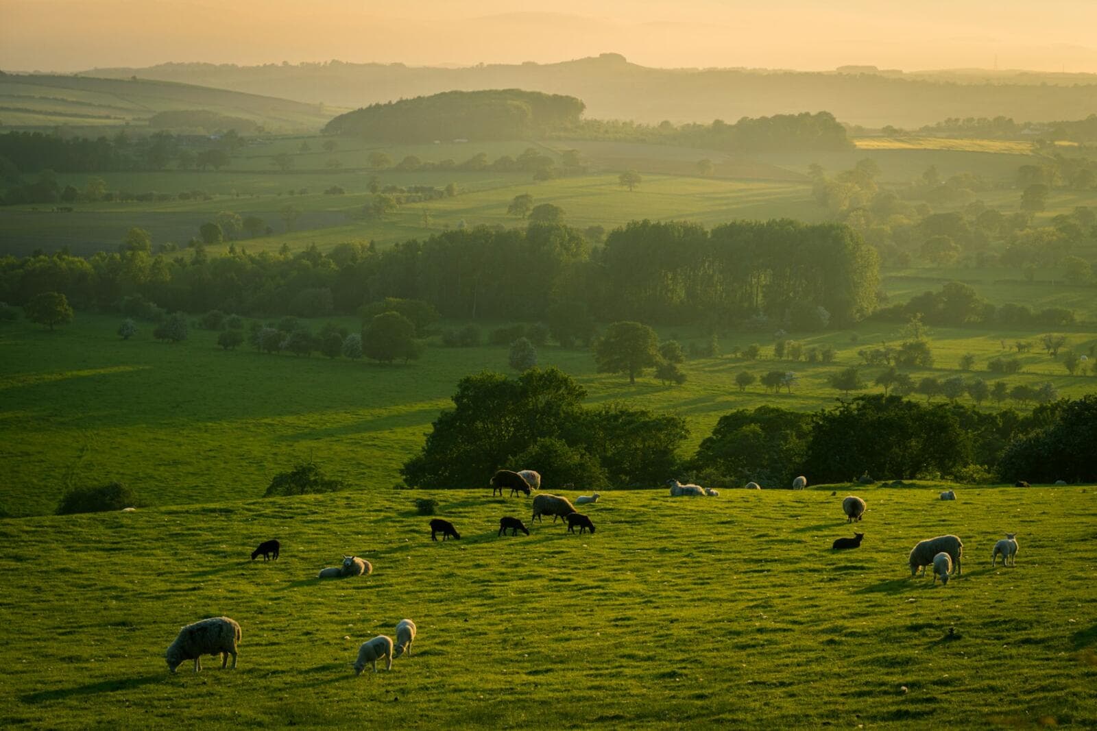Starting a Hobby Farm Business in Australia: Essential Legal Guide