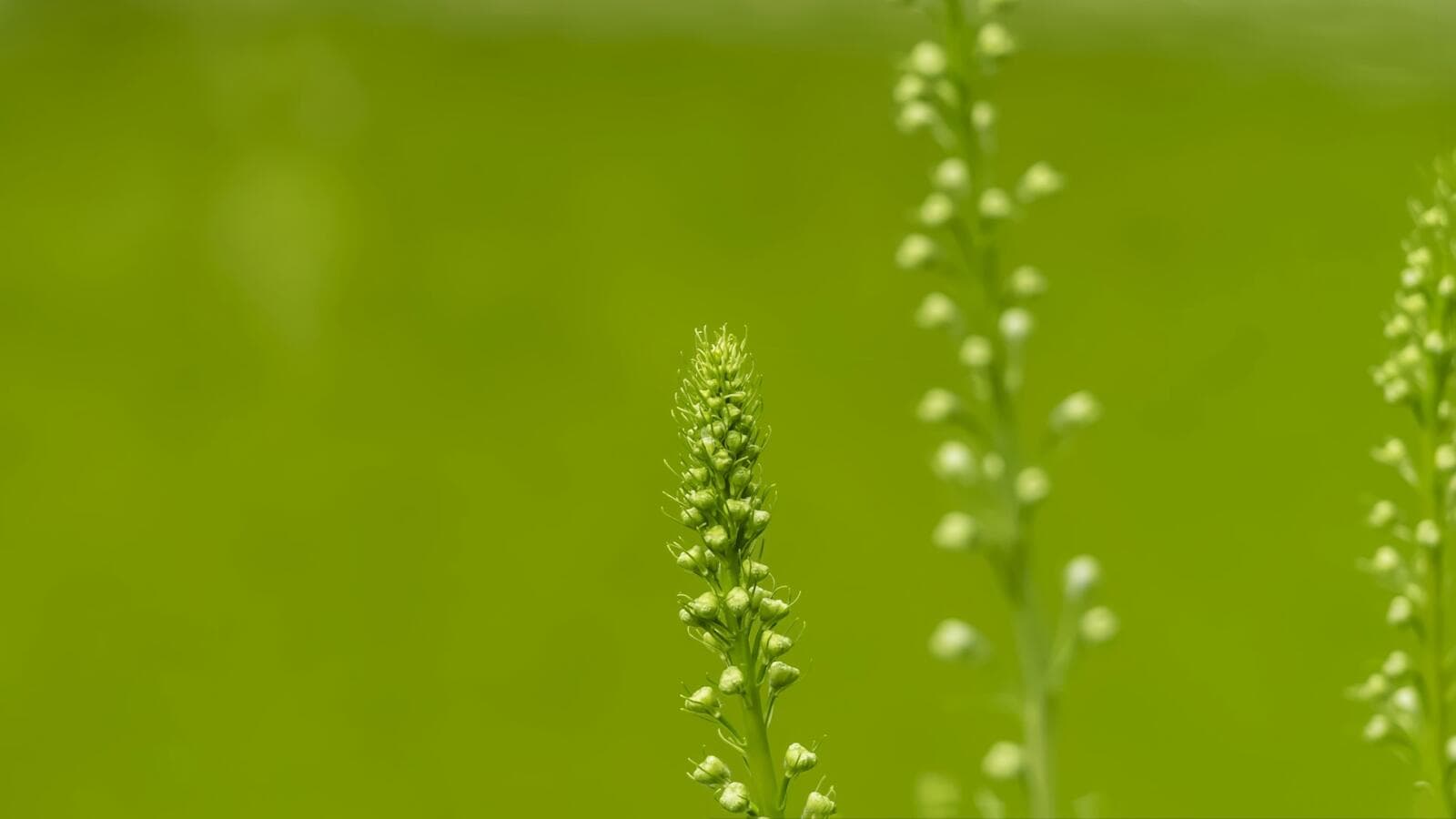 Greenwashing In Australia: Legal Risks And How To Comply