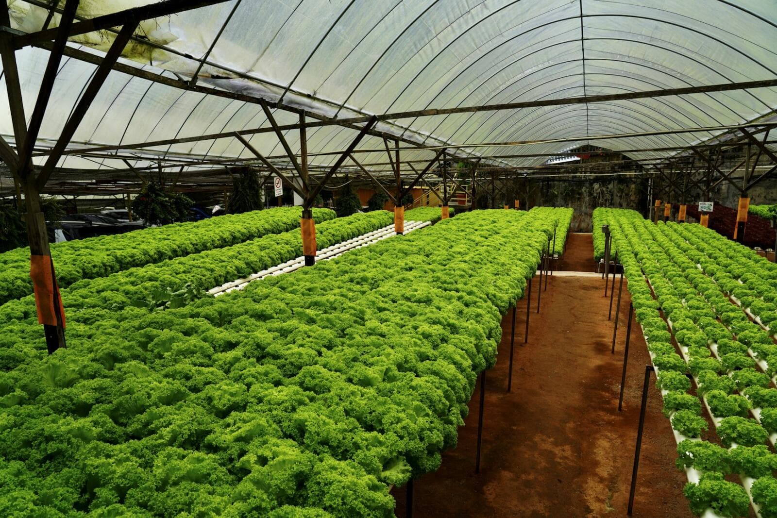 Starting A Vegetable Farming Business: Australian Agricultural Legal Guide