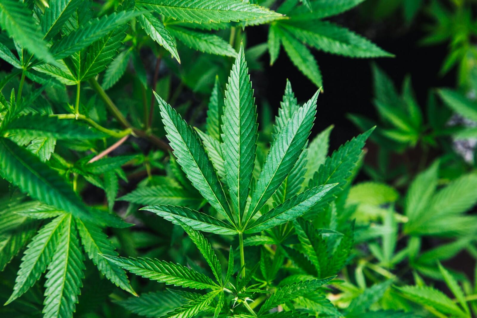 Is CBD Legal in Australia?